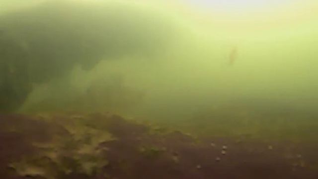 ВОТ ЭТО РЫБАЛКА. ВРЕДИТЕЛИ ВОДОЕМОВ. РЫБАЛКА С ПОДВОДНОЙ СЪЕМКОЙ ЗИМОЙ НА ВРЕДИТЕЛЯ. смотреть онлайн