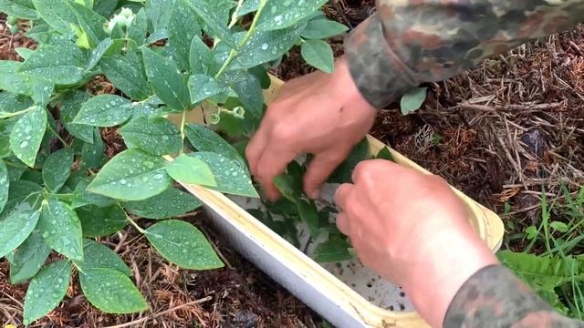 ЖИЗНЬ в ГЛУХОЙ ДЕРЕВНЕ. БЕЛАРУСЬ ГОЛУБИКА моё размножение смотреть онлайн