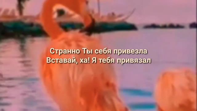 °{Клава Кока feat. Niletto - Краш }°lyrics,текст смотреть онлайн