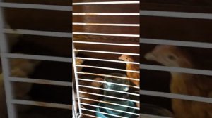 Цыплята Редбро месячные. Первый день дома. 02 мая 2020