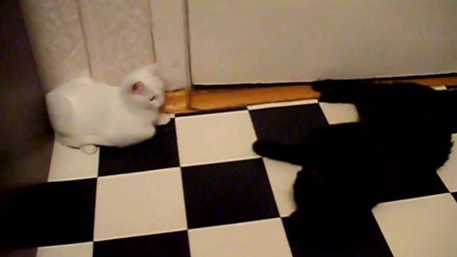 белая кошка черный кот махают лапами смотреть онлайн