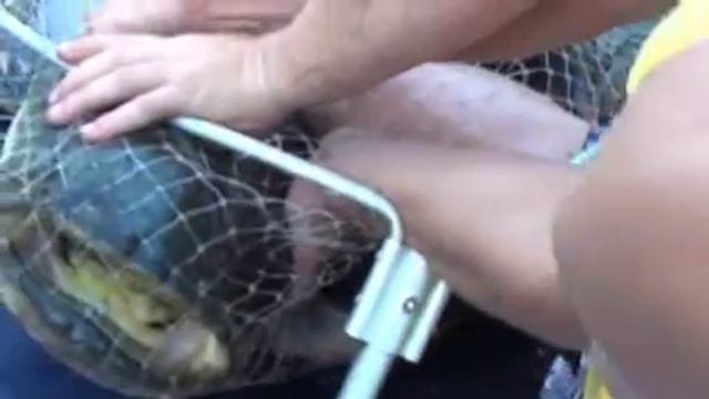 СТО на рыбалке. Вот это сомик! река Семь смотреть онлайн