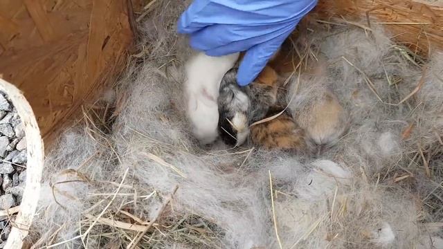 НОВОРОЖДЕННЫЕ КРОЛИКИ четвертый день. смотреть онлайн