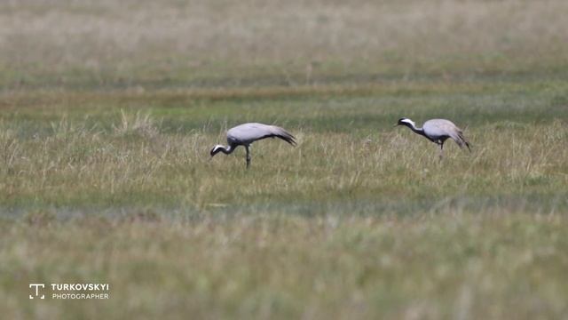 Журавль-красавка, голос - Каркыра смотреть онлайн