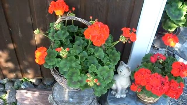 Pelargonioita mummun ikkunan alla -laulua kukkaisviikolla смотреть онлайн