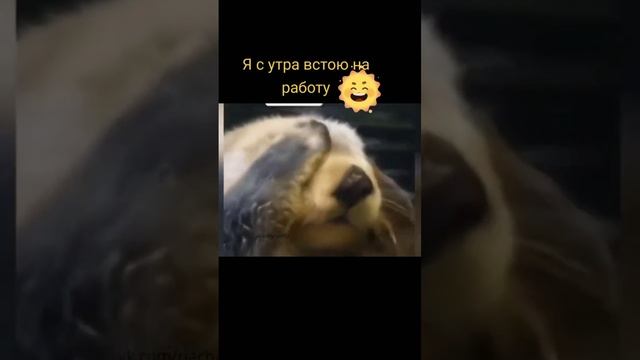 Приколы,юмор,смех. смотреть онлайн