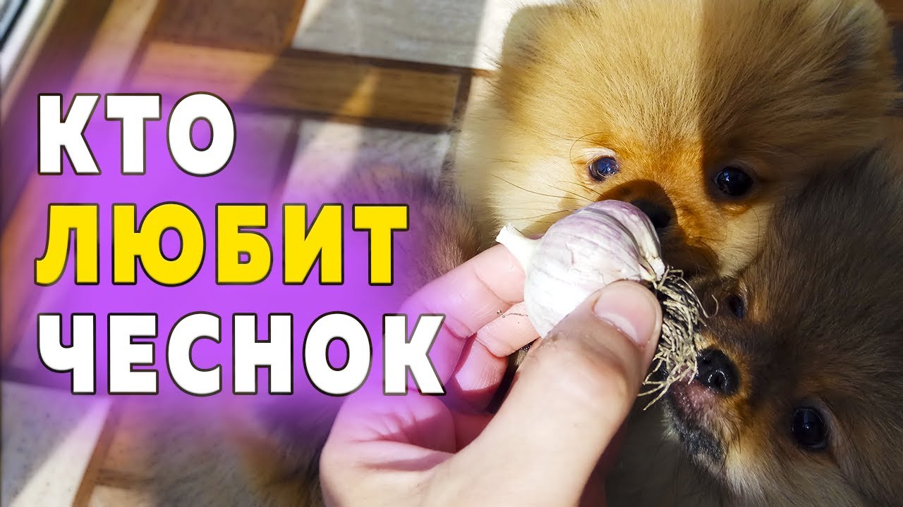 Щенкам шпица 85 дней. Шпиц ест чеснок. Дегельминтизация. Померанские шпицы играют