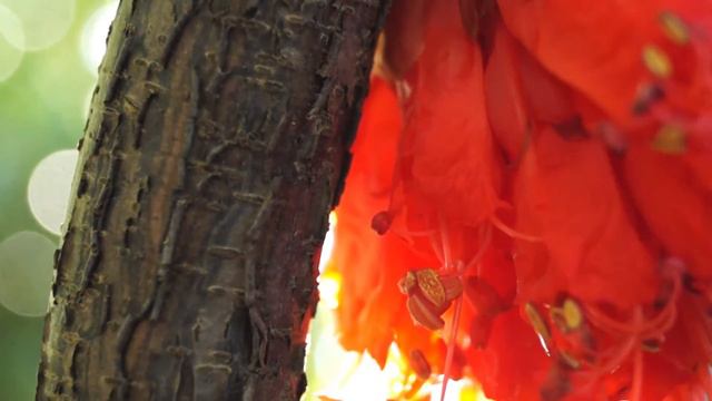 LOTUSWEI FLOWER ESSENCES | ROSE OF VENEZUELA | Break Through Limitations