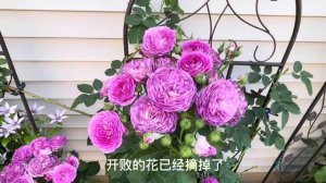 Lavender crush climbing rose｜Very fragrant｜薰衣草迷恋｜香气迷人的紫色爬藤玫瑰｜Zone 5