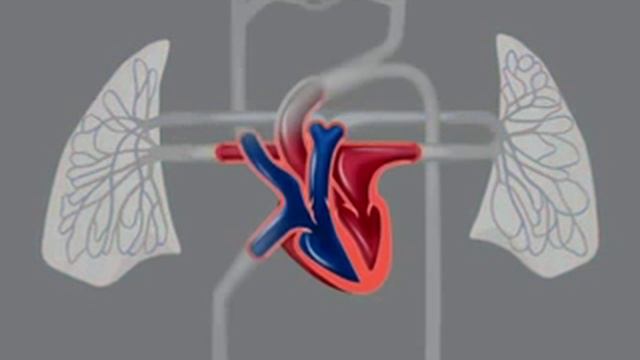 циркуляция крови смотреть онлайн