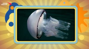 Необычные морские обитатели