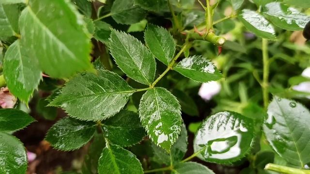 Мокрый сад с розами. Обрезаем розы правильно на повторное цветение. смотреть онлайн