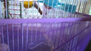 КАК СДЕЛАТЬ ЧТОБЫ МУСОР НЕ ВЫЛЕТАЛ ИЗ КЛЕТКИ И ЧТОБЫ ПОПУГАЙ НЕ КАКАЛ ?  НА ОДЕЖДУ