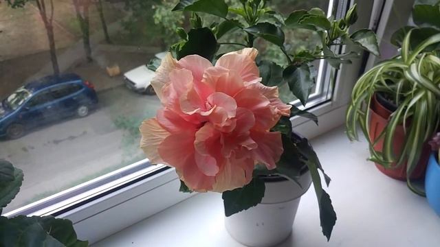 Комнатные цветущие растения.Гибискус смотреть онлайн
