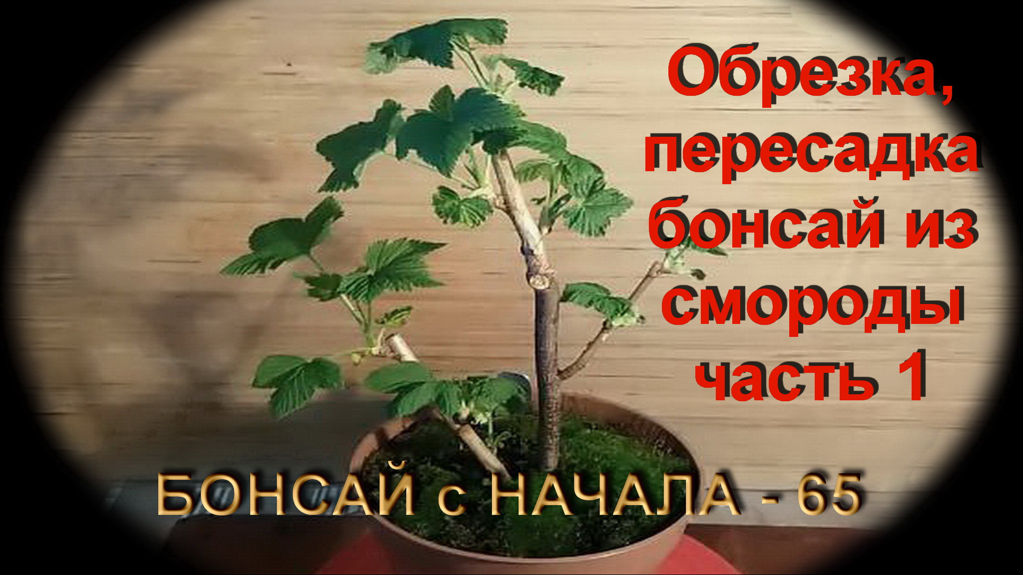 1.Обрезка, пересадка бонсай из смороды часть 1 How to prune currants bonsai.