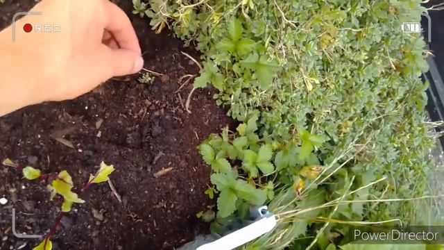 Hochbeet und mais und exotische Pflanzen und obstbäume vermehren Pflanzen смотреть онлайн