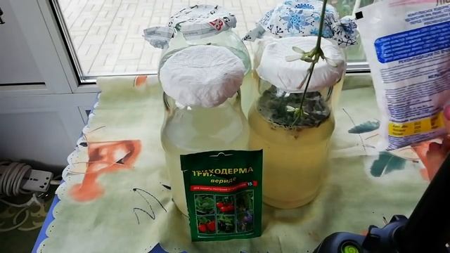 ТРИХОДЕРМА Как вырастить и как использовать? смотреть онлайн