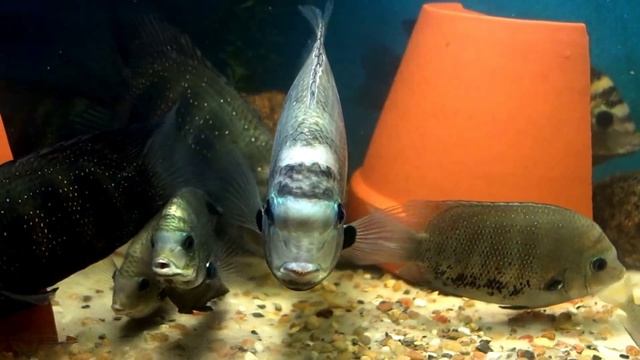 Green Chromides / Etroplus suratensis feeding смотреть онлайн