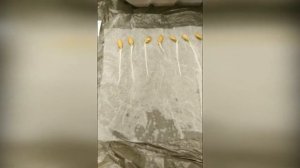 Сажаем бамию на севере Московской области