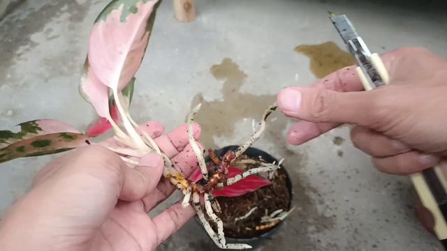 Simple Way to Propagate Aglaonema From Single Leaf Part 2 смотреть онлайн