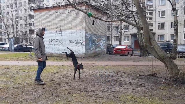 ПИТБУЛЬ РОН ЭТО СДЕЛАЛ!!!210СМ смотреть онлайн