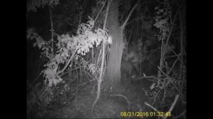 Ловушка на кабана, живоотлов.