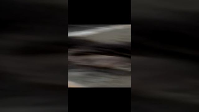 кот тимоха смотреть онлайн