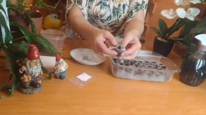 Меконопсис -гималайский мак посев на рассаду.