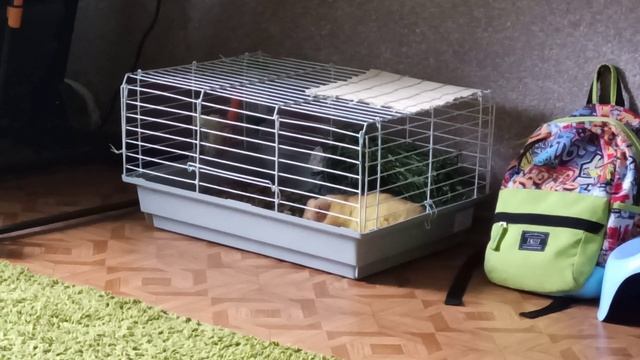 Кролик Питер ложится спать.? смотреть онлайн