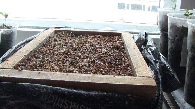 Как вырастить берёзу. Взошли берёзы. Часть 7. смотреть онлайн