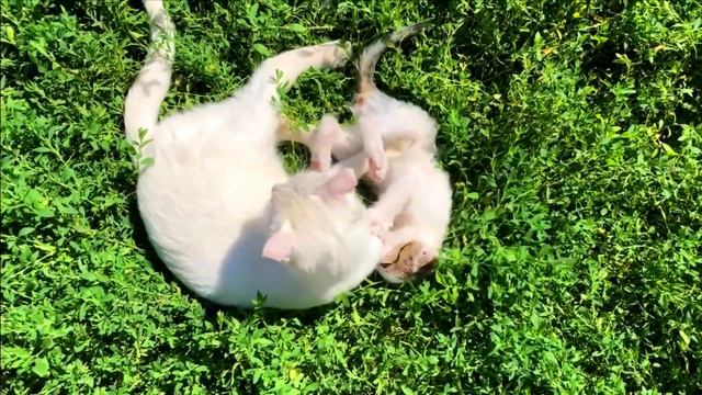 Глухая кошка играет с котёнком и больно кусает его смотреть онлайн