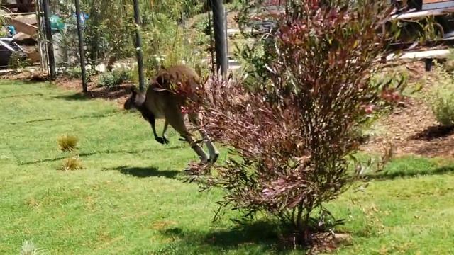 Walkabout Australia - Safari Park смотреть онлайн