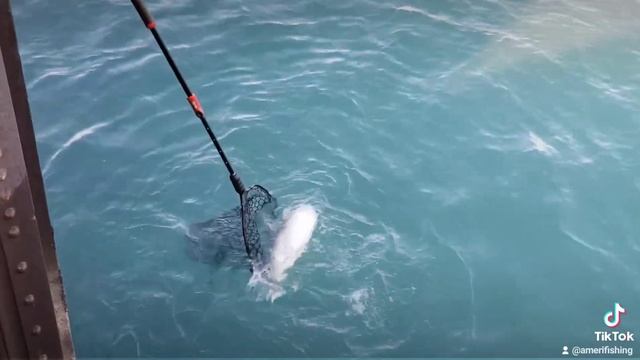 Lake Trout Fishing, Lake Michigan / Рыбалка в Чикаго, Озеро Мичиган. Озерная Форель. смотреть онлайн