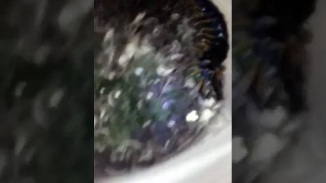 Сколопендра жрет сверчка смотреть онлайн