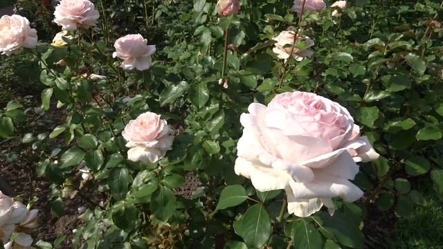 Rosa ´Andre le Notre´ смотреть онлайн