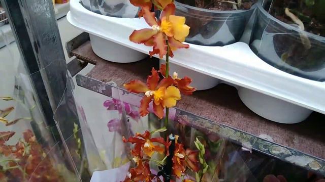 28.04.23. ПЛАНЕТА ЛЕТА 🌺 смотреть онлайн