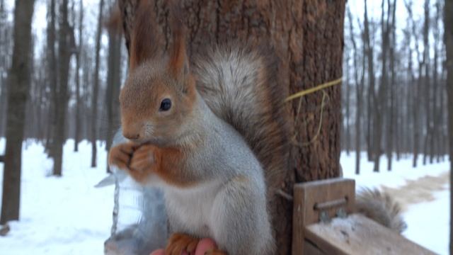 Холодно. Очень много голодных белок смотреть онлайн