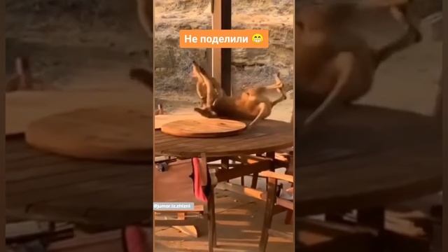 Не поделили