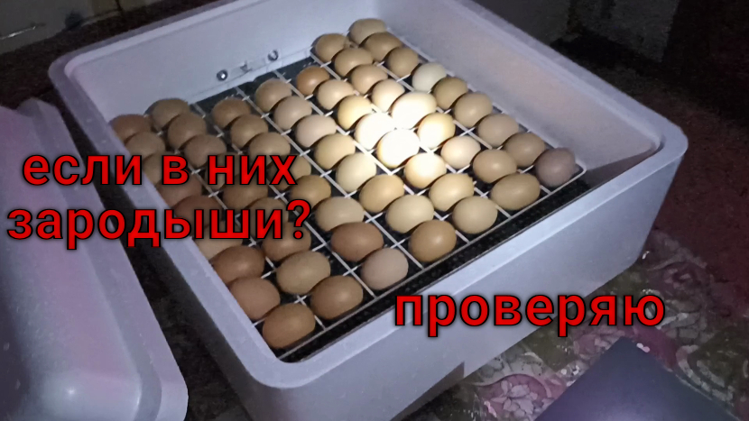 Проверяю в инкубаторе яйца на зародыш.