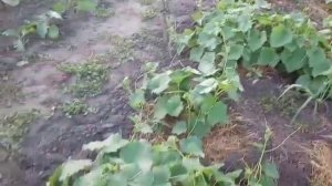 Выращиваем огурцы под агроволокном. Продолжение.  (Рубрика дача)