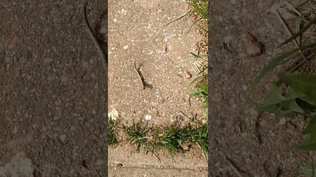 Ящерица отбросила хвост смотреть онлайн