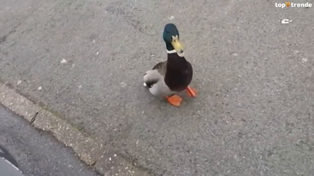 Такое Редко Увидишь! Случаи с Животными 1 на Миллион Снятые на Камеру