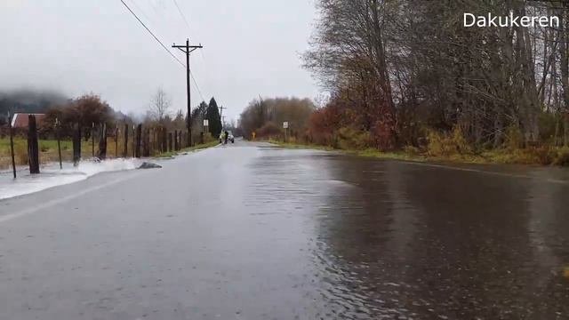 Salmon return across flooded road in Washington State, USA смотреть онлайн