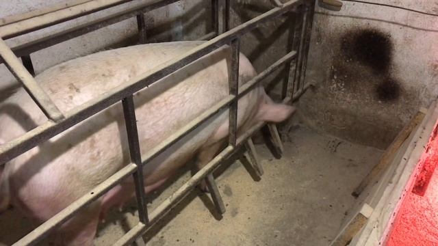 Как свиноматка загоняется в станок для опороса// подготовка свинки к опоросу смотреть онлайн