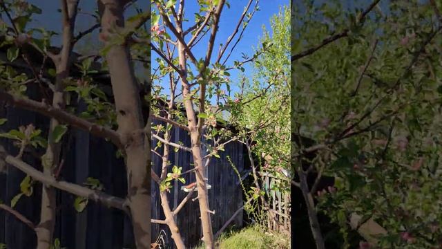 Дача Май 2023. Та самая Якобы Антоновка после обрезки смотреть онлайн