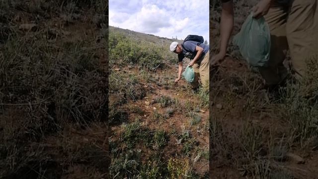 охота за чабрецом смотреть онлайн