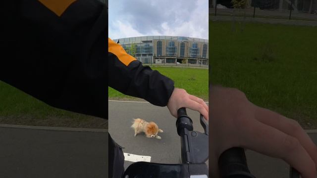 Безжалостное нападение собаки на скорости около 17 км/ч.