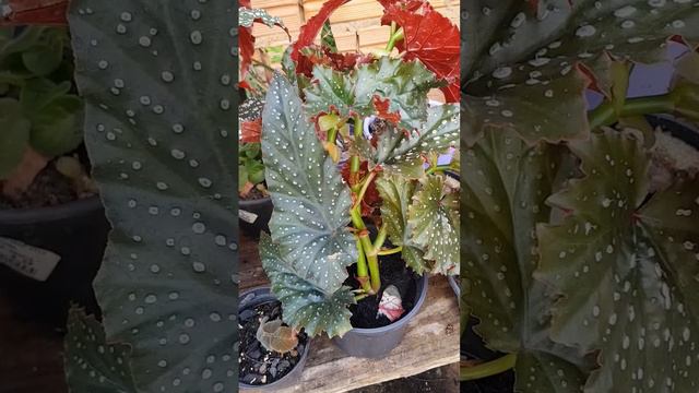 minhas novas begonias смотреть онлайн