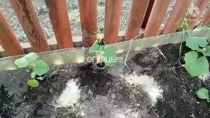 Сибирь. Высаживаю рассаду огурцов в открытый грунт.