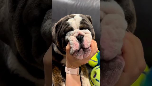 Squishy cheeks 🙈 смотреть онлайн